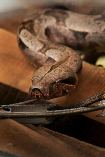 盘绕的蟒蛇与工具