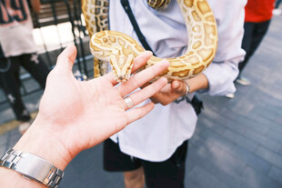 手触金色花纹蛇