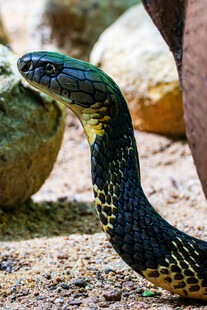 黑绿花纹蛇进食画面