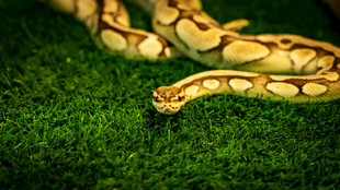 盘绕在绿草上的斑斓蟒蛇