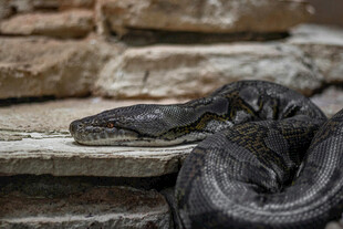 盘卧石上的黑色大蛇