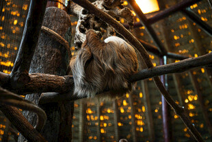 狐猴攀于树枝间