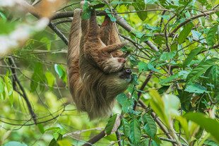 挂在树上的树懒