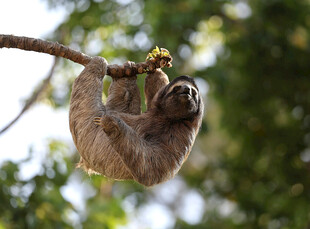 倒挂树枝的可爱树懒