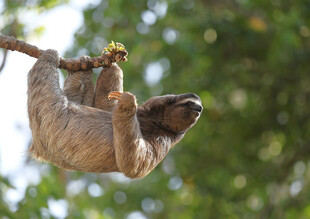 倒挂树枝的可爱树懒