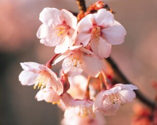 粉嫩绽放的娇艳梅花