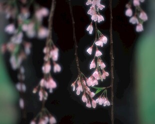 垂挂的粉色小花