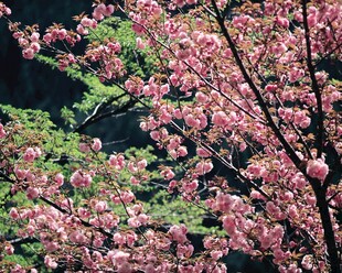 春日烂漫粉色繁花枝头绽