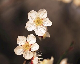 素雅白花绽放枝头