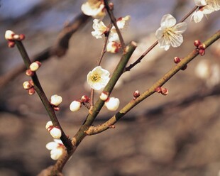 枝头绽放的素雅白梅花