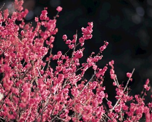 盛开的粉色花枝