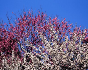 春日繁花绽放蓝天之下