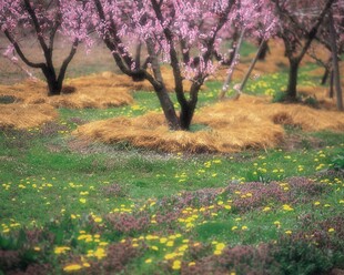 春日桃林繁花与绿地