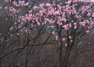 盛开的粉色繁花