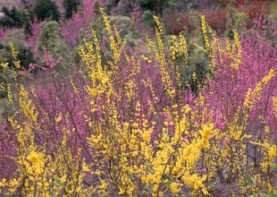 多彩花卉绽放自然美景