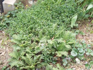 地面绿植景观