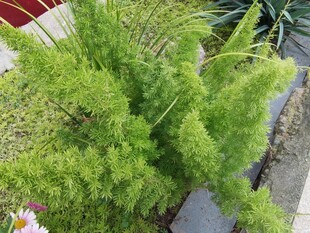 翠绿茂盛的盆栽植物