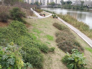 河畔绿植环绕的休闲步道