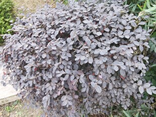 紫叶植物特写