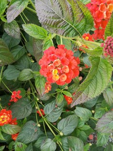 鲜艳红花绽放绿叶间
