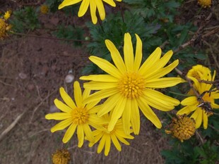 黄色菊花绽放