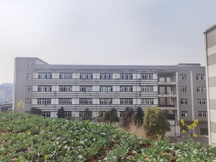 校园旁的绿植与多层建筑