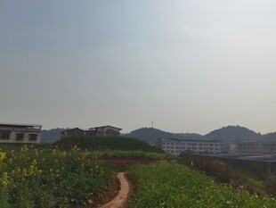 田园小径旁的灿烂花田