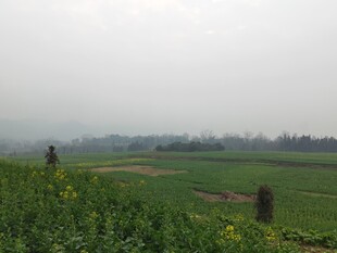 雾中田野风光