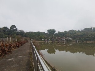 乡村池塘边的宁静景象