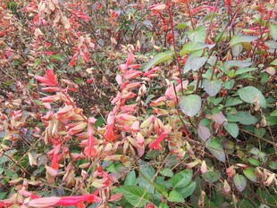 红色花卉植物特写