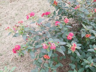 绽放的红色花卉景观