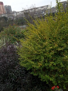 城市中的绿植景观