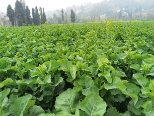 绿色油菜田生机盎然