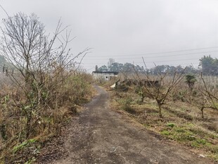 乡间泥泞小路草木萧瑟
