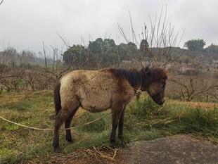 草原上的孤独骏马