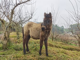 草地上的一匹小马