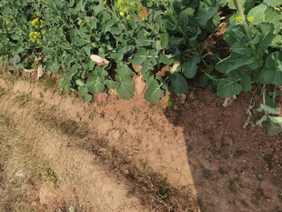 农田中的绿色植物与泥土