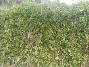 绿意盎然的繁茂植物墙