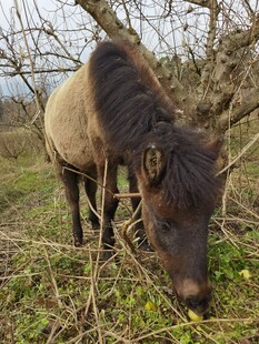 草原上低头吃草的骏马