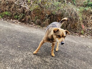 路上的德国牧羊犬