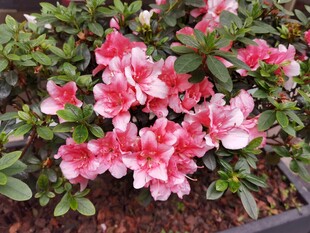 娇艳盛开的粉白杜鹃花