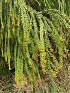 翠绿丛生的仙人掌植物
