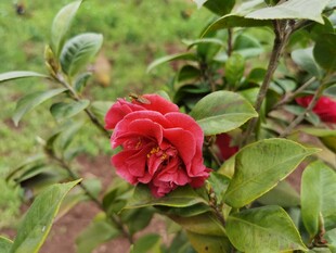 娇艳盛开的红色山茶花