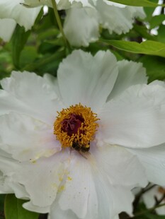 白牡丹上的忙碌小蜜蜂