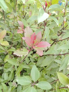 绿叶丛中的粉色花卉