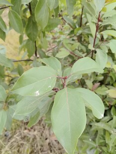 绿叶植物特写
