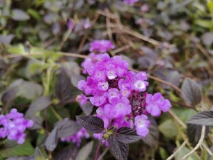 紫色小花绽放于绿叶间