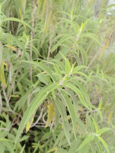 绿色植物特写
