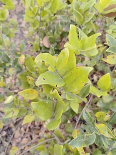 嫩绿植物特写