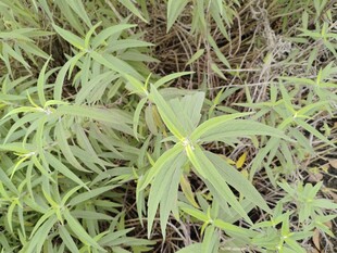 野外生长的绿色植物